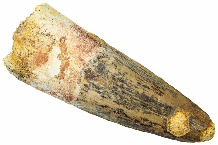 Fossil Spinosaurus Tooth - Real Dinosaur Tooth #312898